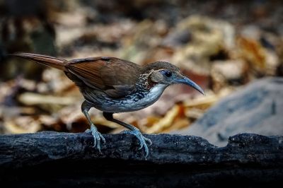 Riesensäbler / Large Scimitar-babbler